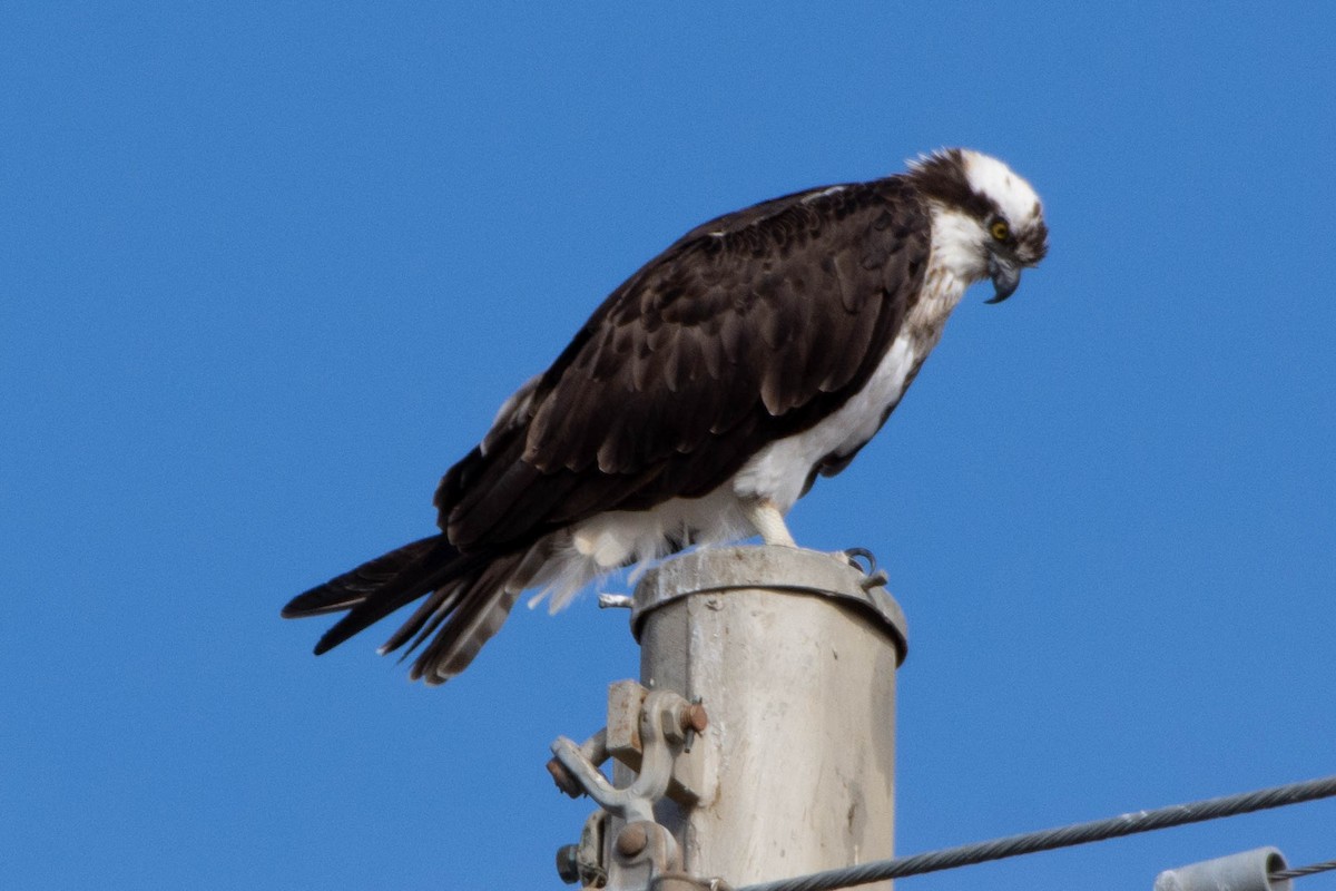 Osprey - ML138601051