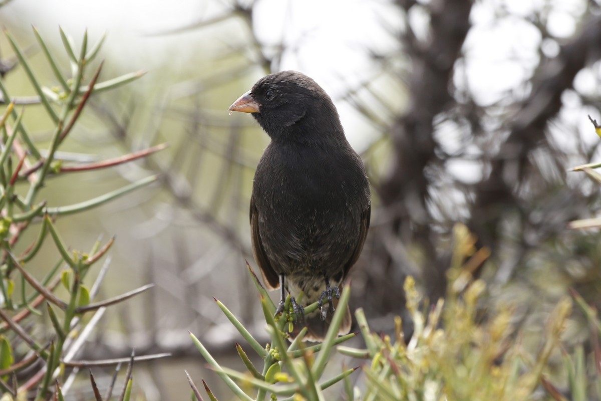 Small Ground-Finch - Laura Keene