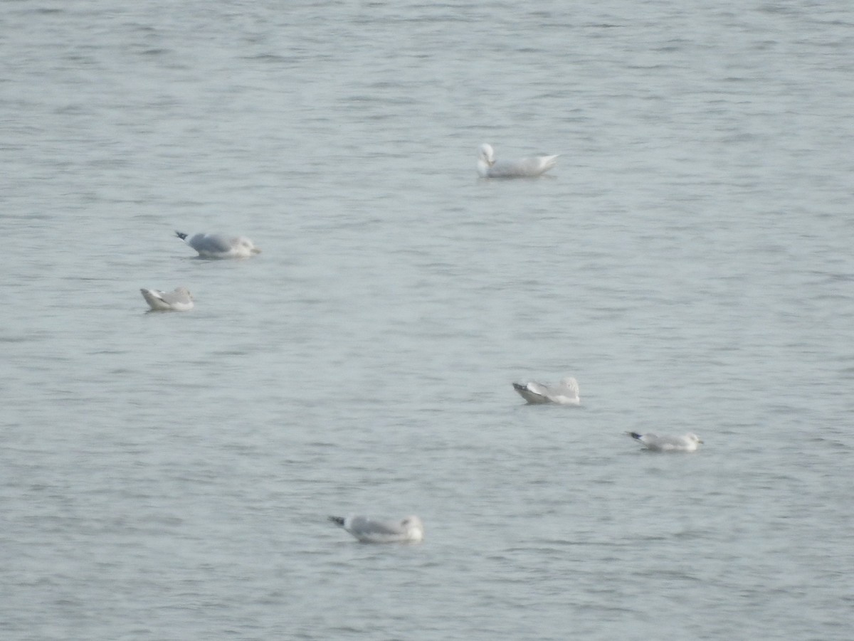 Glaucous Gull - ML138602981