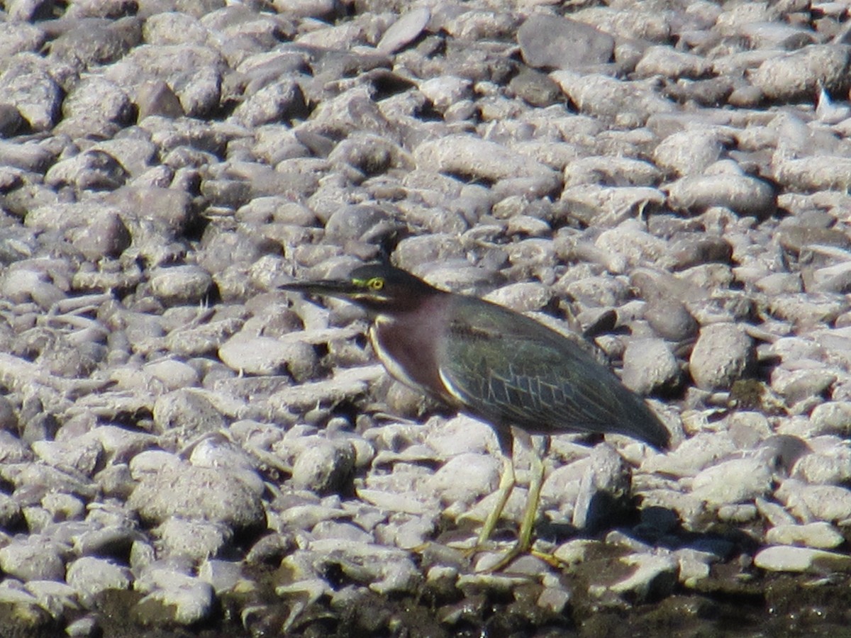 Green Heron - ML138603311