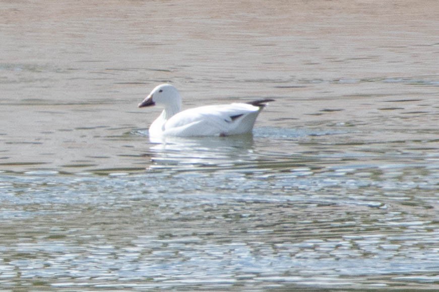 Snow Goose - ML138603461