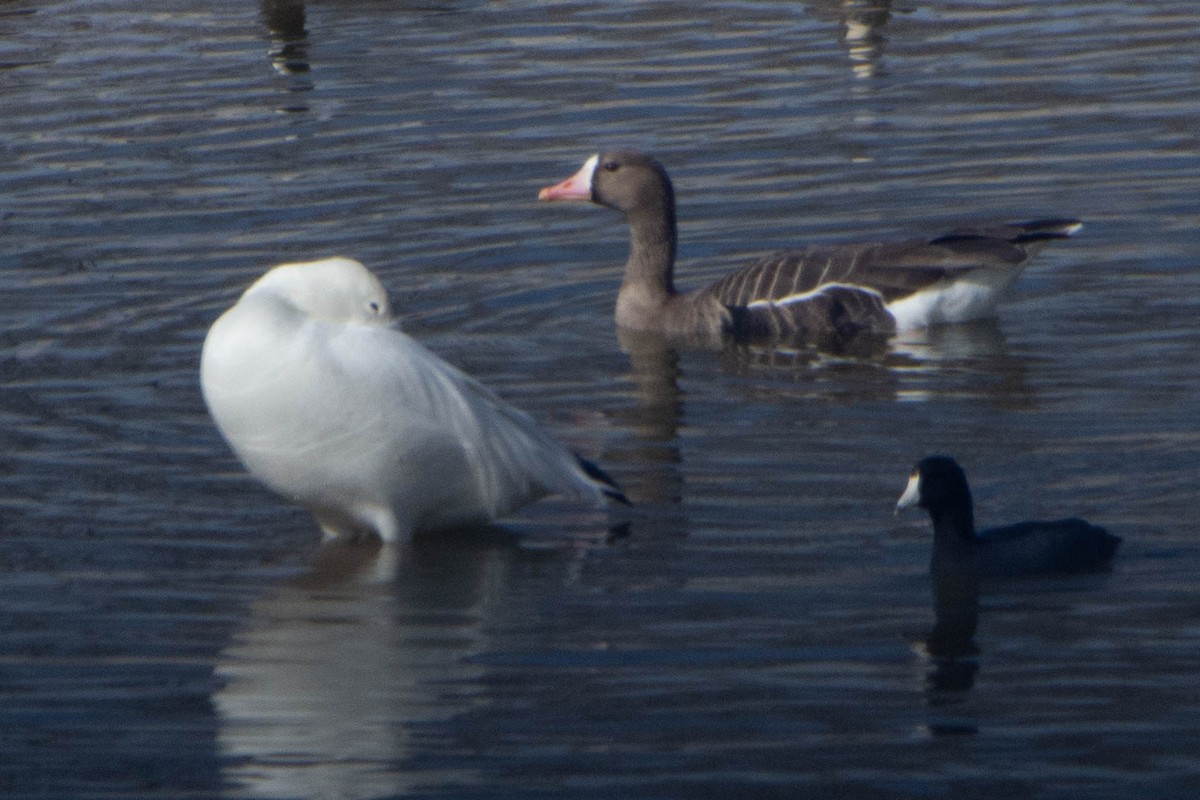 Greater White-fronted Goose - ML138603611