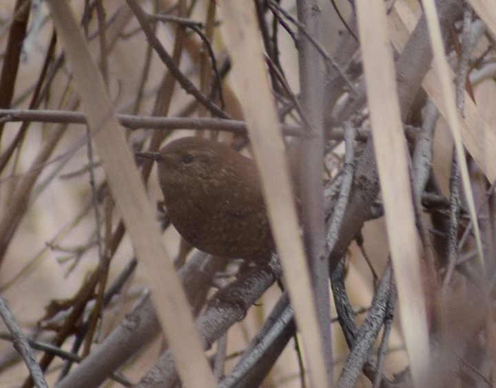 Pacific/Winter Wren - ML138603671
