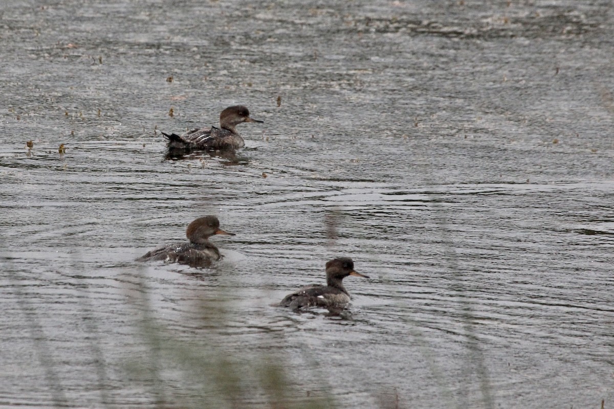 Hooded Merganser - Zac Cota