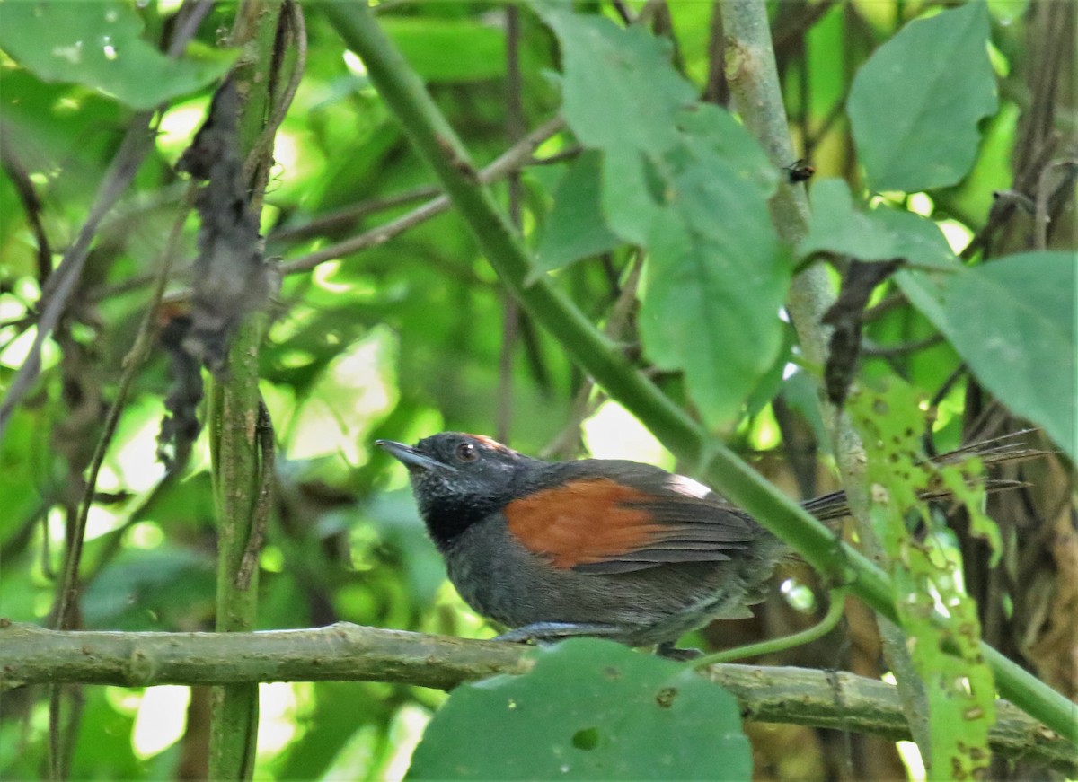 Slaty Spinetail - ML138606791