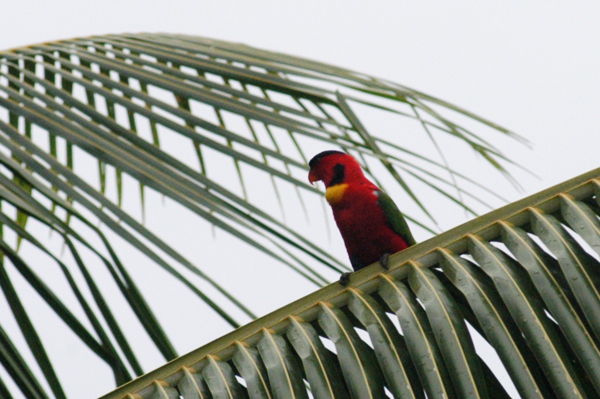 Yellow-bibbed Lory - ML138607321