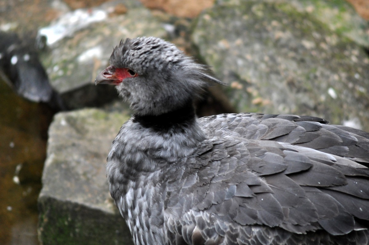 Southern Screamer - Diana Flora Padron Novoa