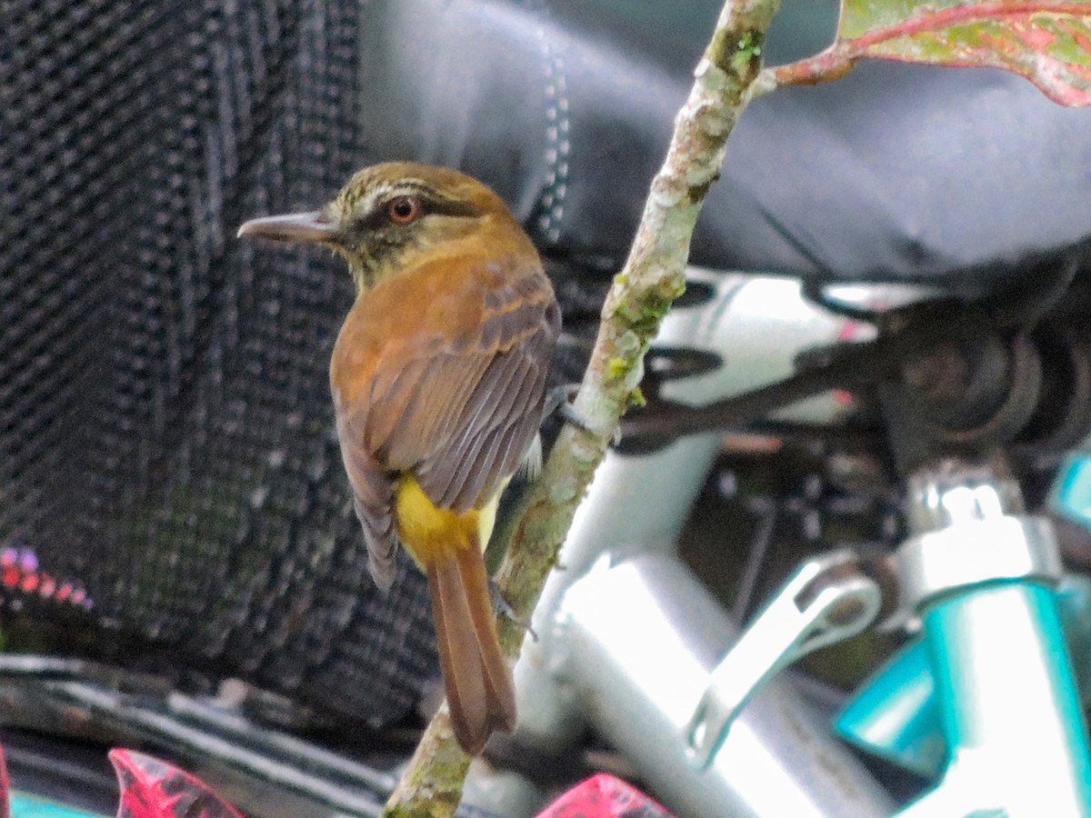 Bright-rumped Attila - David Garrigues