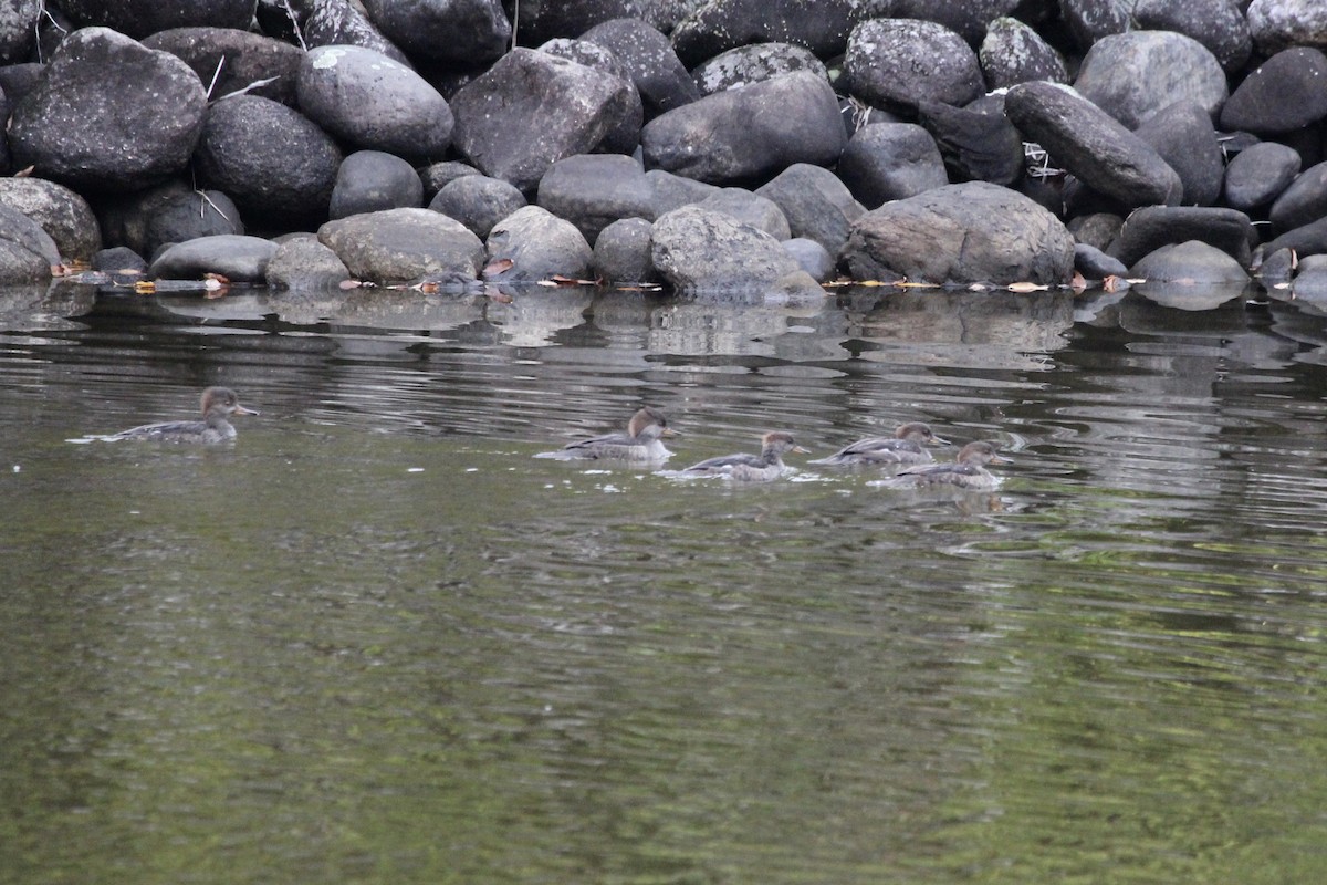 Hooded Merganser - ML138608841