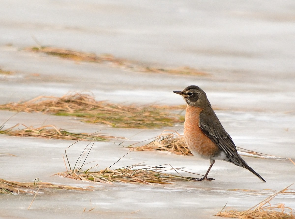 American Robin - ML138609321