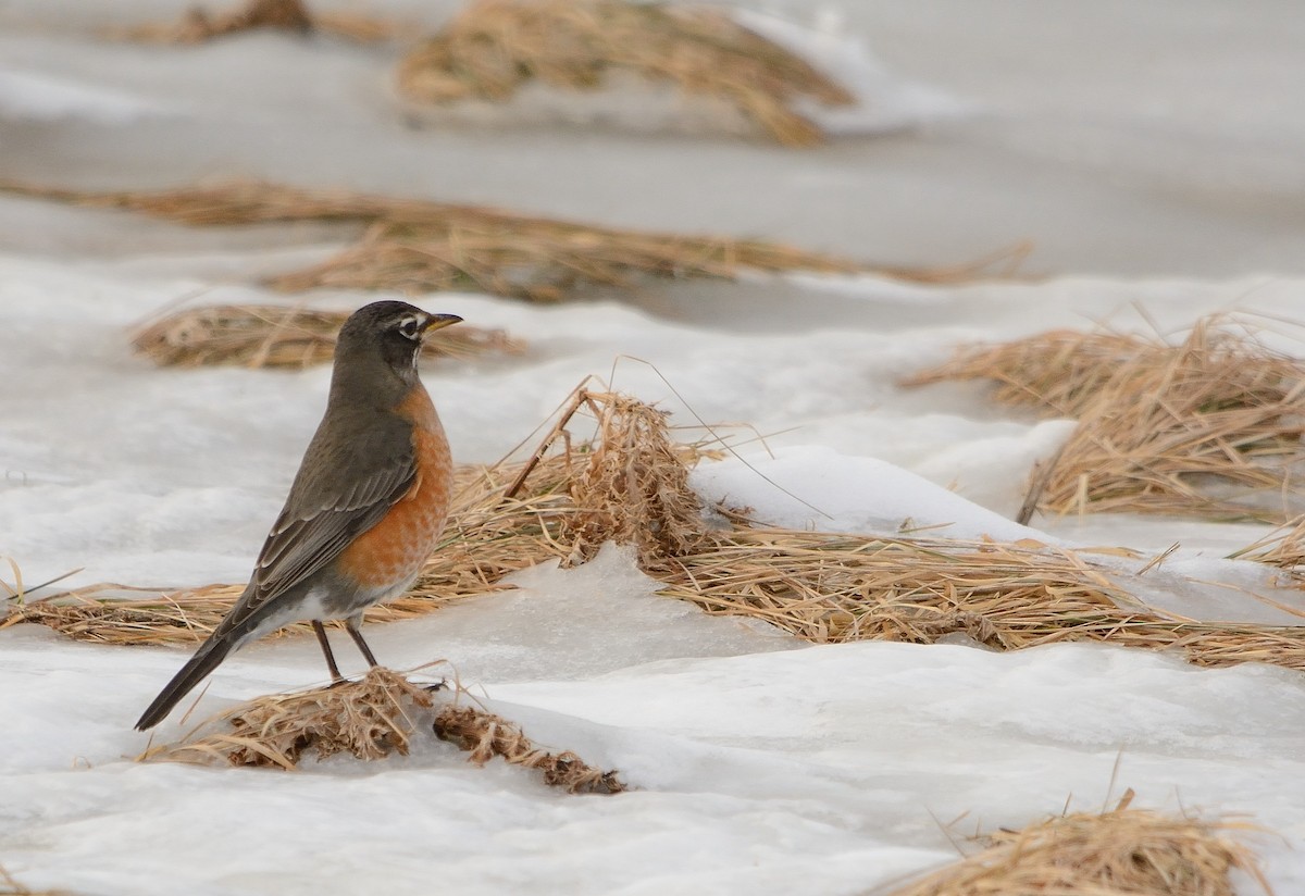 American Robin - ML138609351