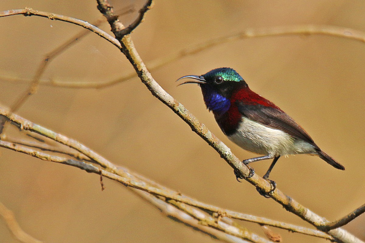 Crimson-backed Sunbird - S S Suresh