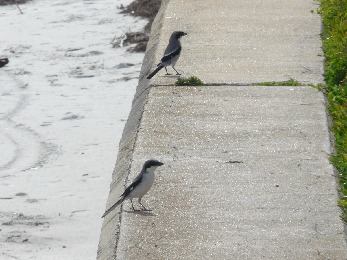 Loggerhead Shrike - ML138610801