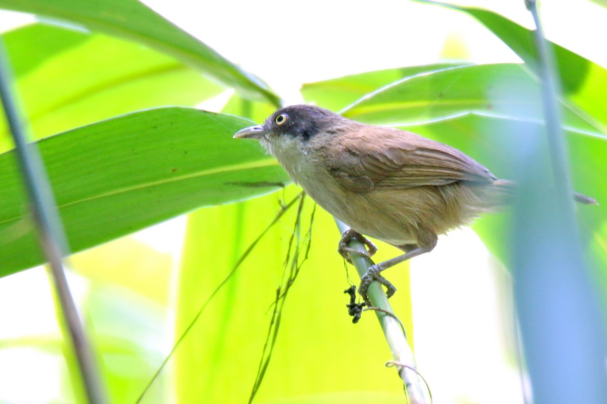 Dark-fronted Babbler - ML138610901