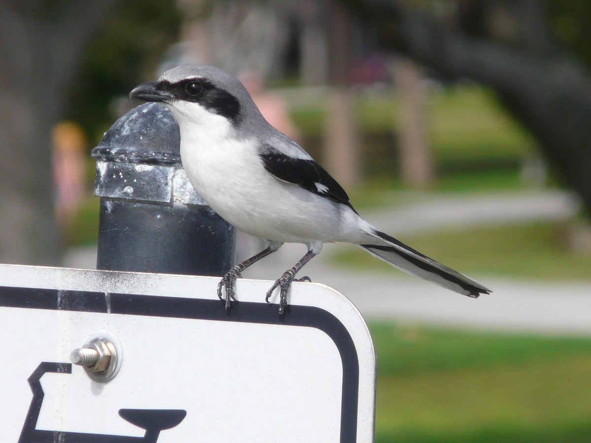 Loggerhead Shrike - ML138610931