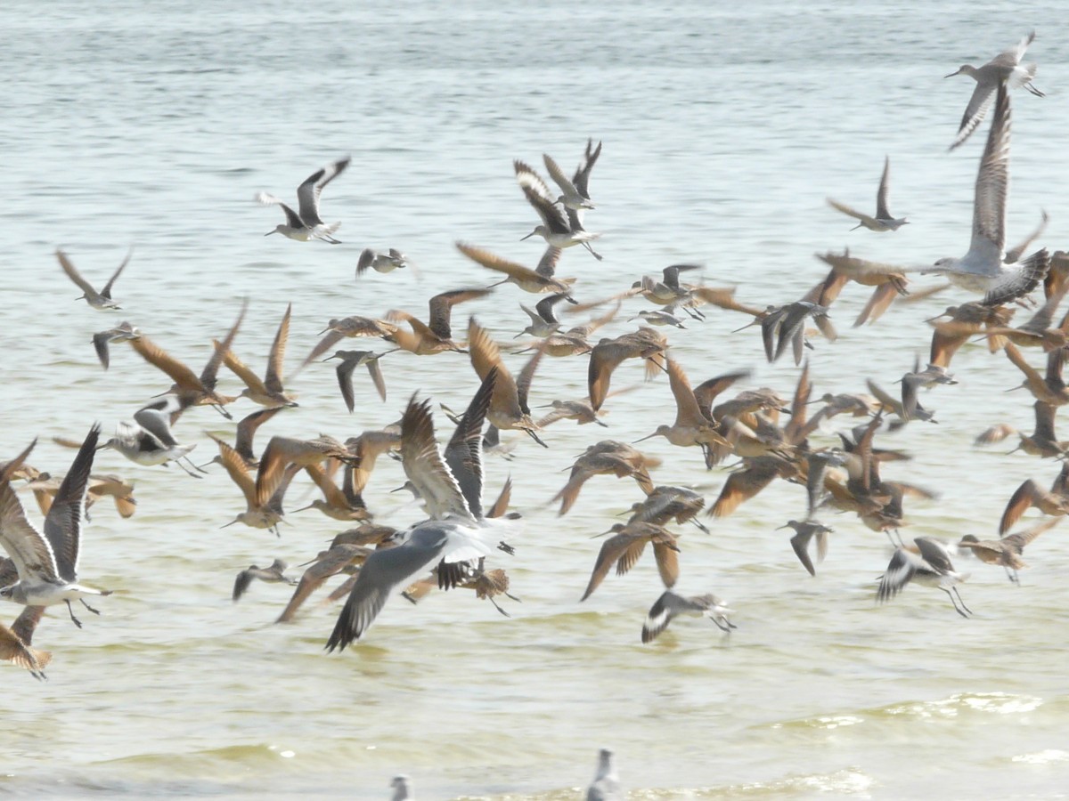 Marbled Godwit - ML138611181