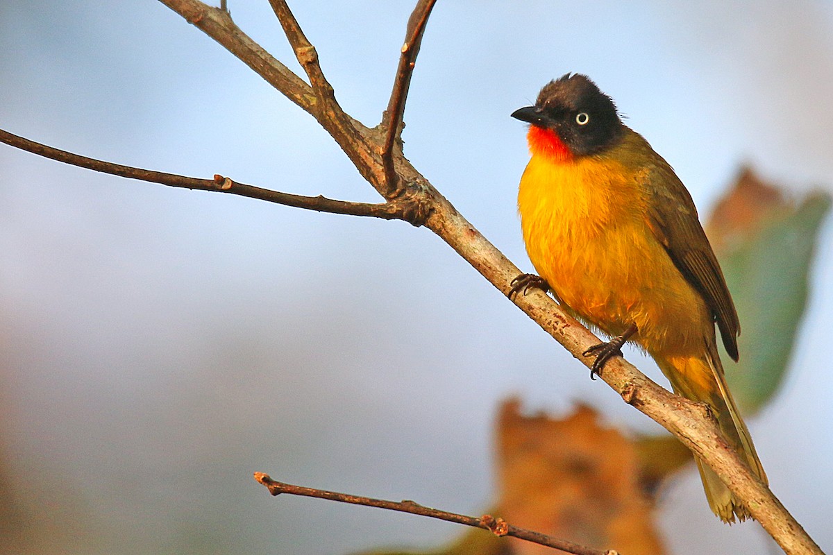 Flame-throated Bulbul - ML138611271