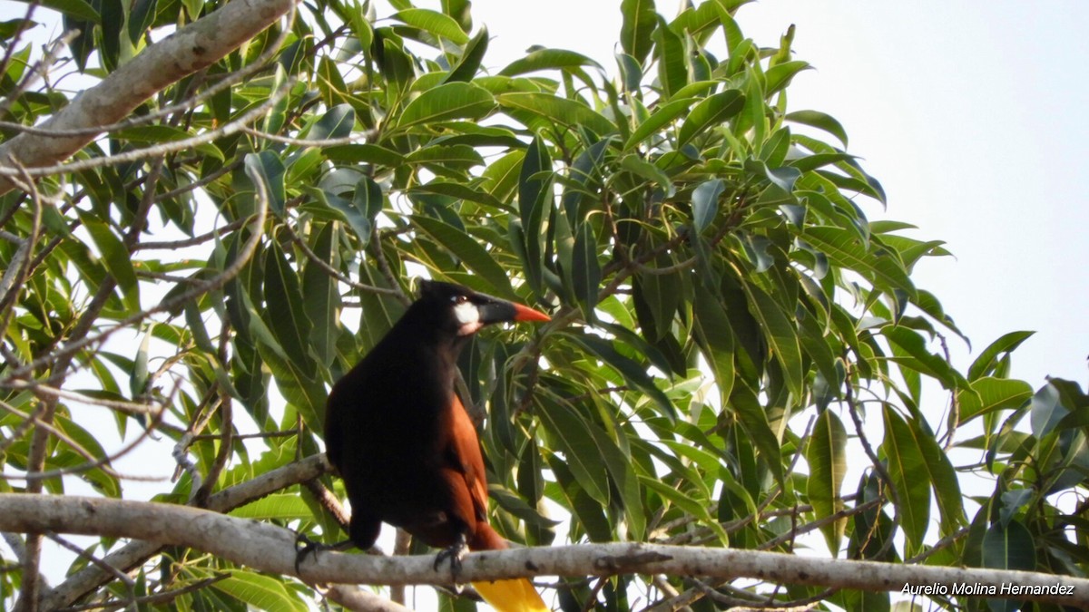 Montezuma Oropendola - ML138611961