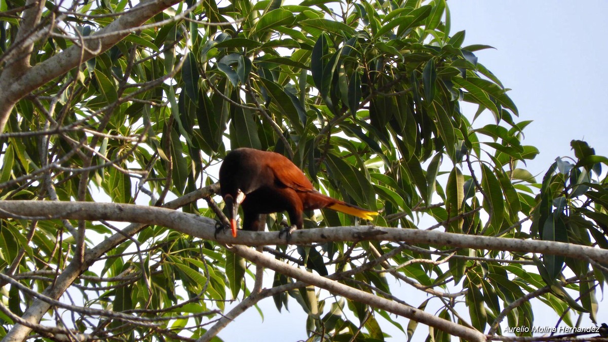 Montezuma Oropendola - Aurelio Molina Hernández