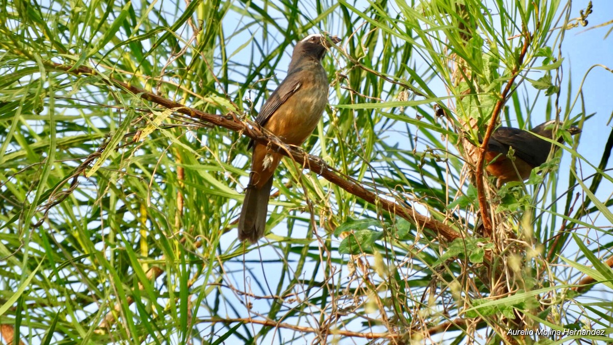 Cinnamon-bellied Saltator - Aurelio Molina Hernández