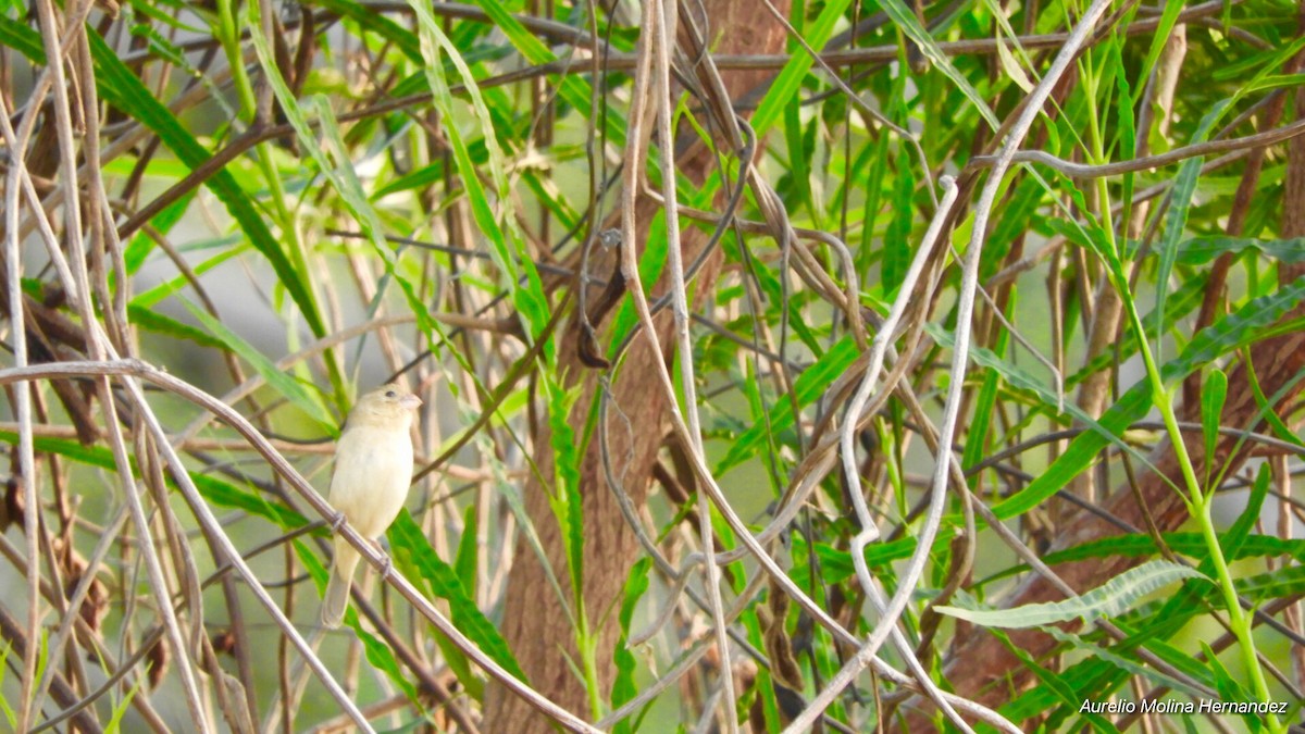 Semillero Cuelliblanco - ML138612101