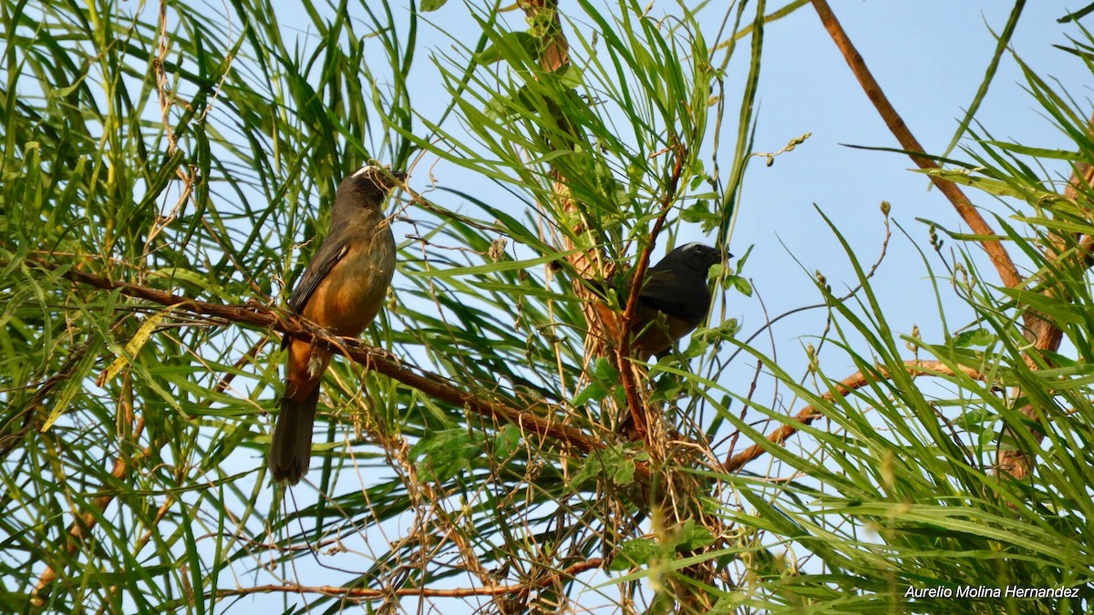 Cinnamon-bellied Saltator - Aurelio Molina Hernández