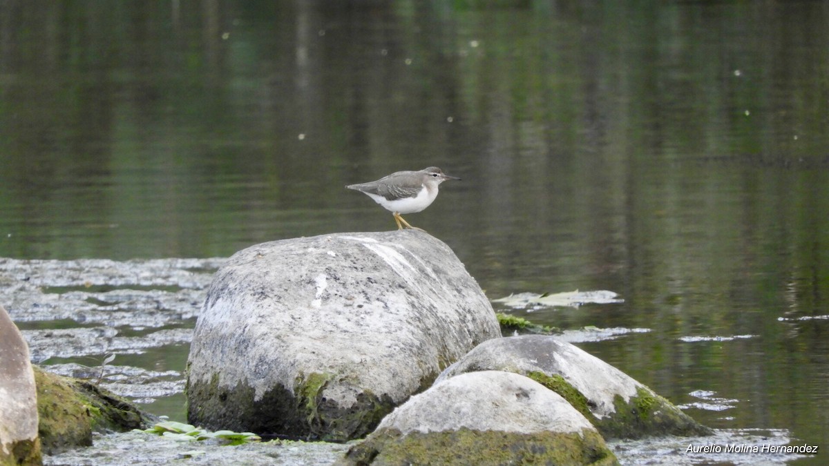 Spotted Sandpiper - ML138612261