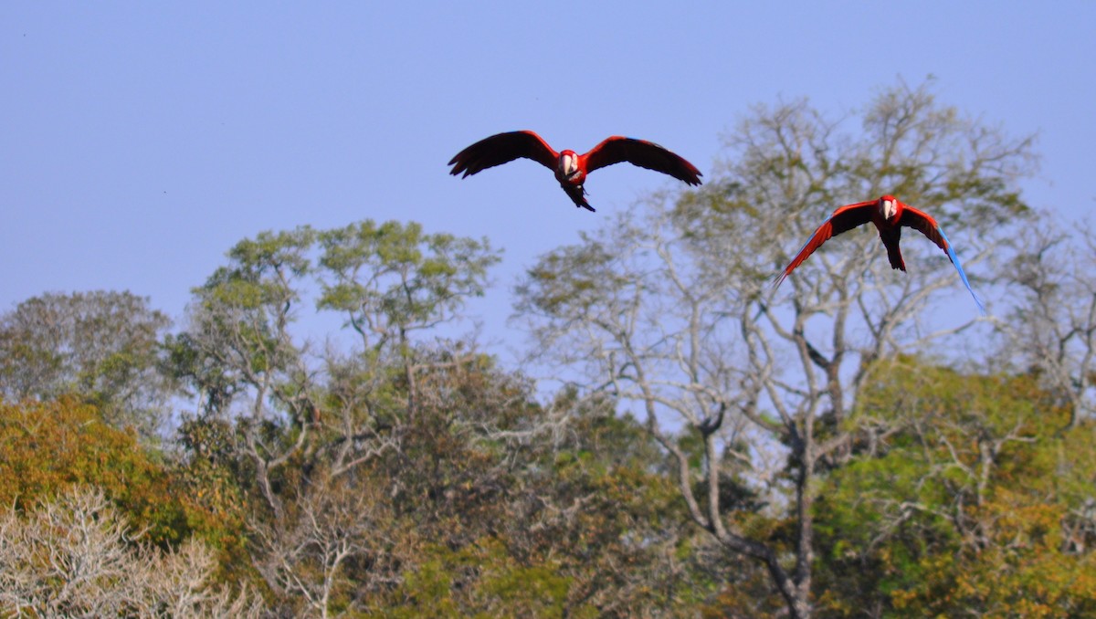 Red-and-green Macaw - ML138612421