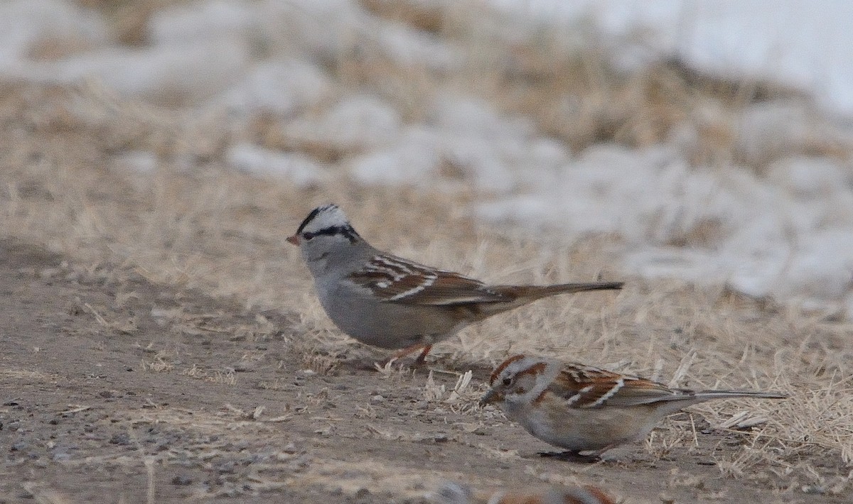 White-crowned Sparrow - ML138613341