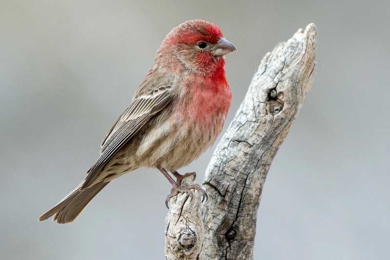 House Finch - ML138613371