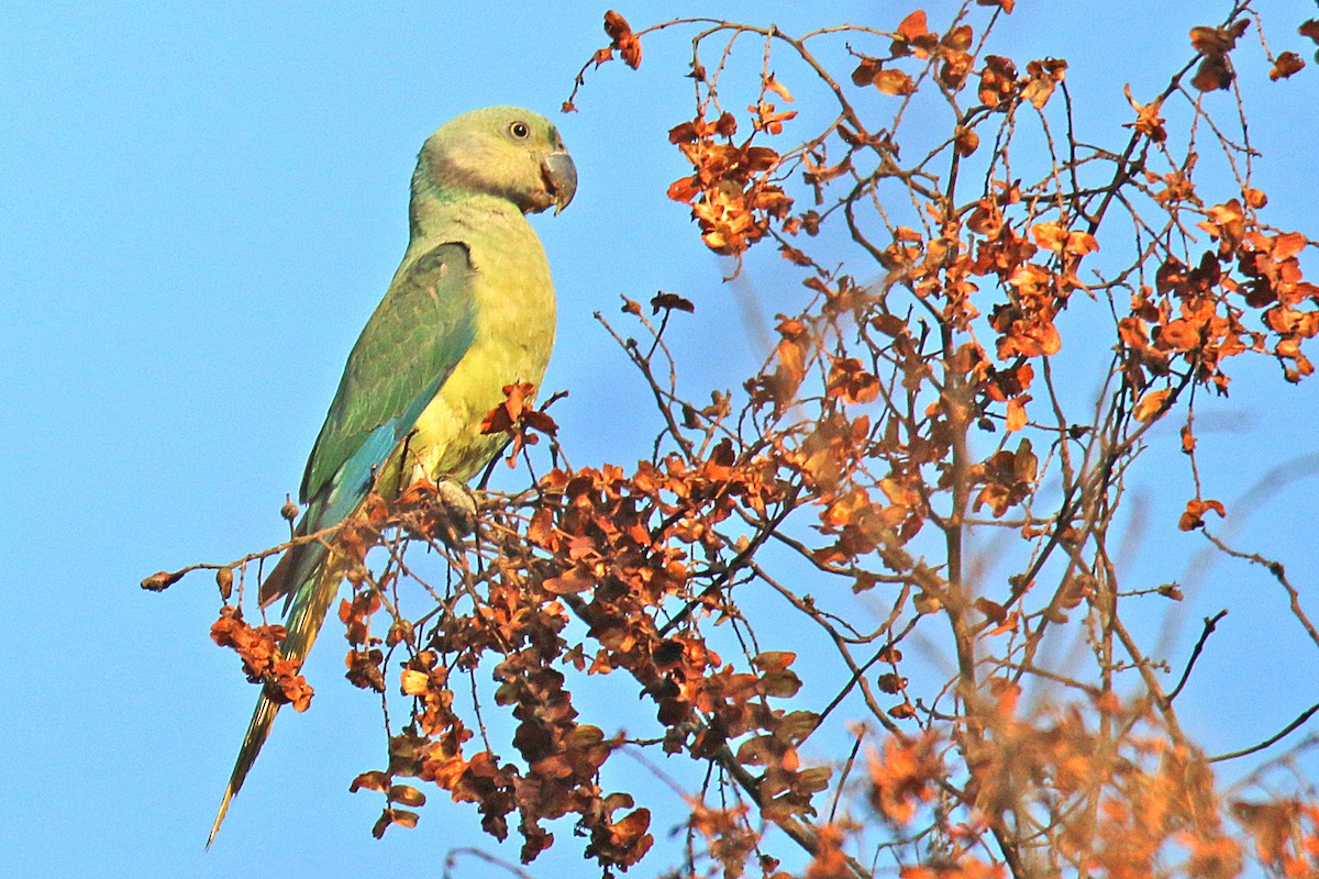 Malabar Yeşil Papağanı - ML138615191