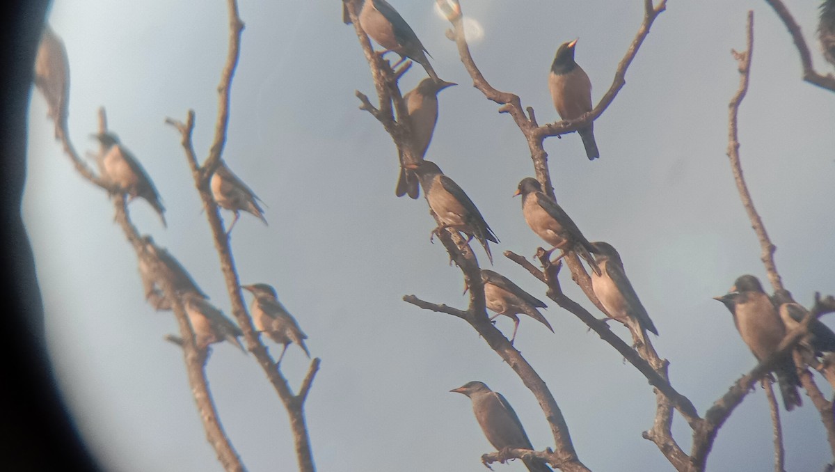 Rosy Starling - ML138615871