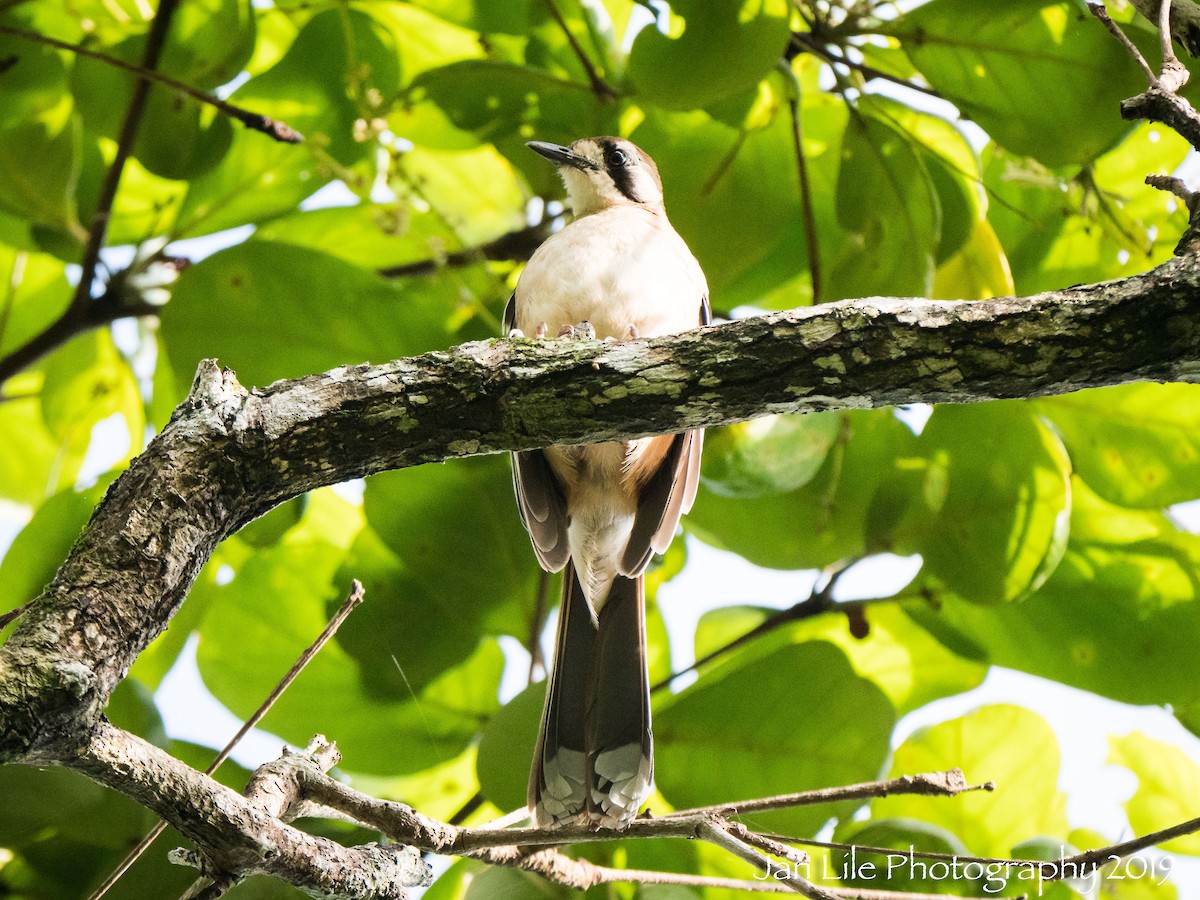 Northern Scrub-Robin - ML138616631