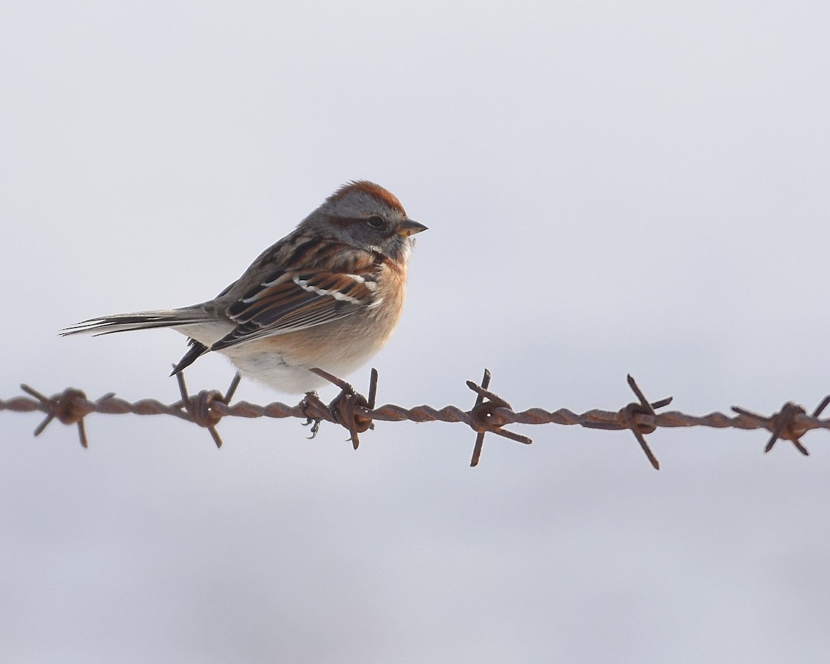 American Tree Sparrow - ML138616721