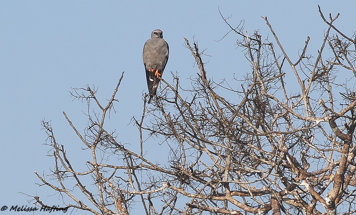 Plumbeous Kite - Melissa Hafting