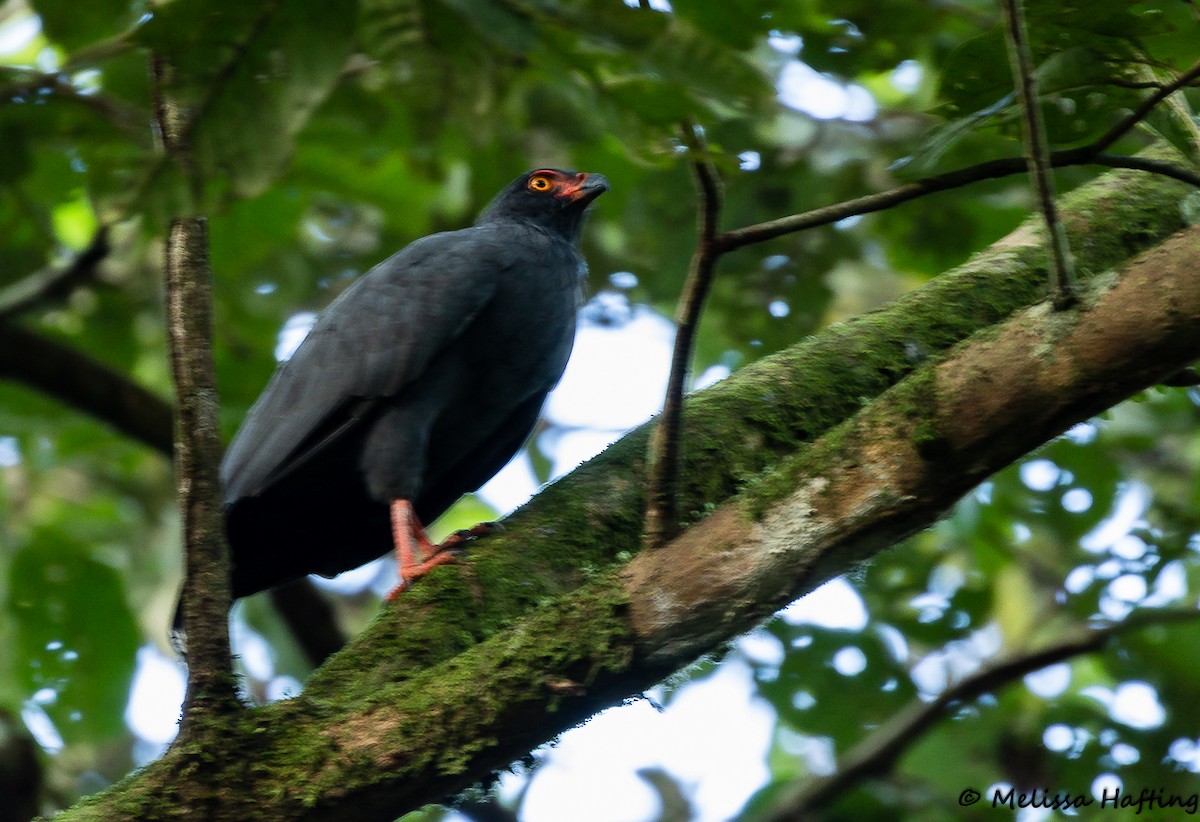 Slate-colored Hawk - ML138617411