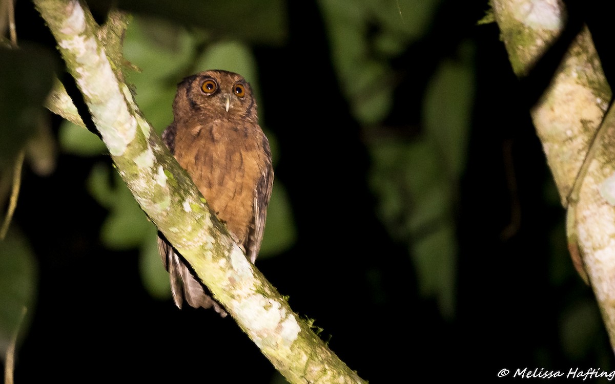 Tawny-bellied Screech-Owl - ML138617421
