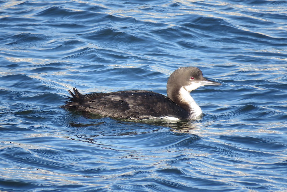 Pacific Loon - Keith Leonard