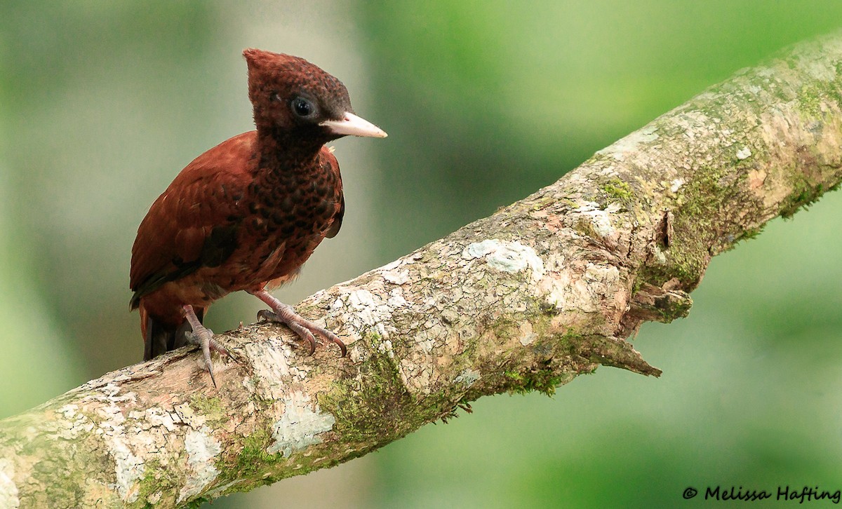 Waved Woodpecker (Scale-breasted) - ML138619231