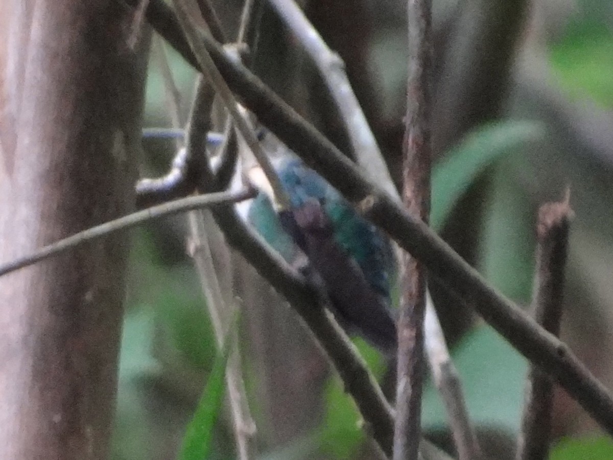 Violet-headed Hummingbird - ML138620151