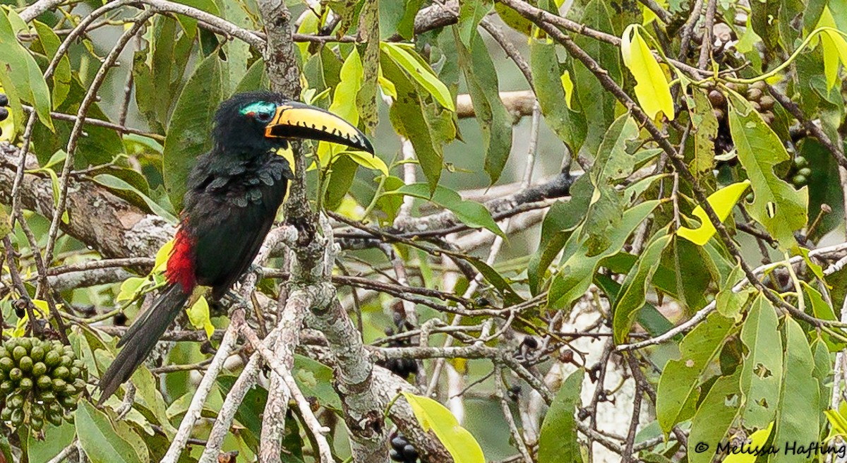 Lettered Aracari - ML138620321