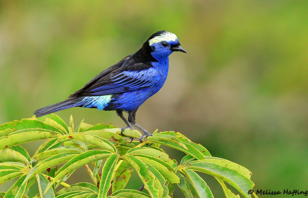 Opal-crowned Tanager - ML138620671