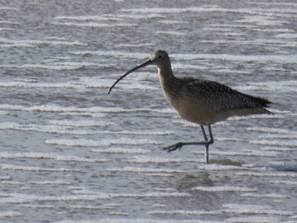 Long-billed Curlew - ML138621091