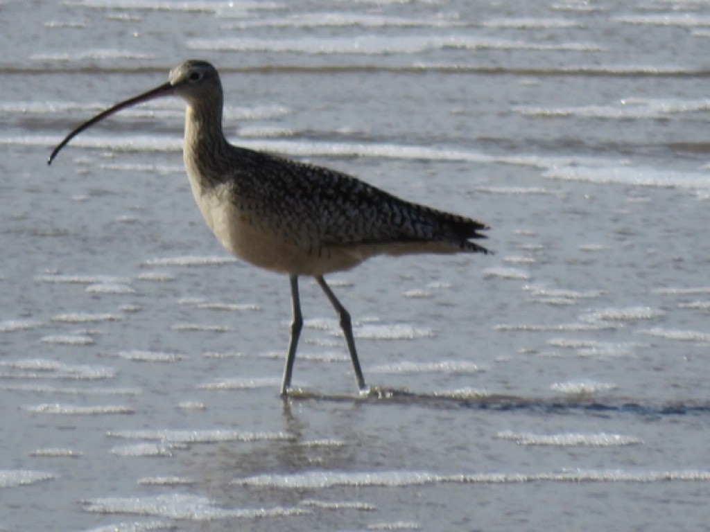 Long-billed Curlew - ML138621111
