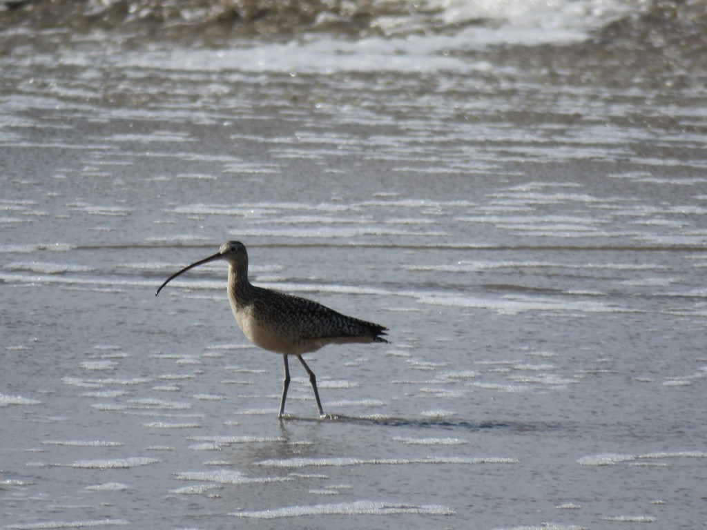 Long-billed Curlew - ML138621121
