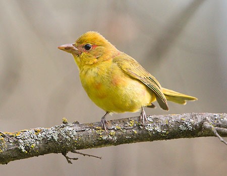 Summer Tanager - ML138622101