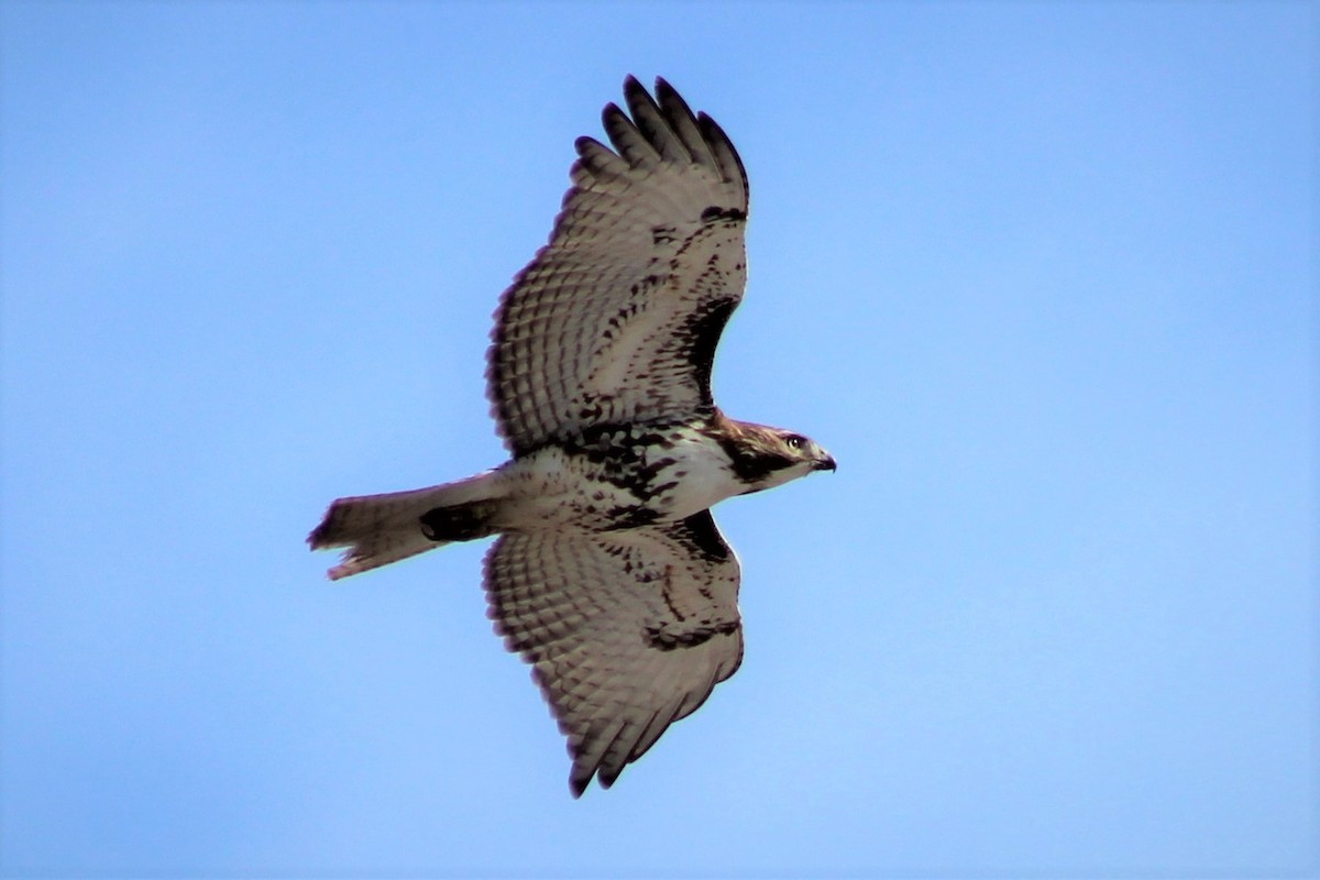 Red-tailed Hawk - James Kerner