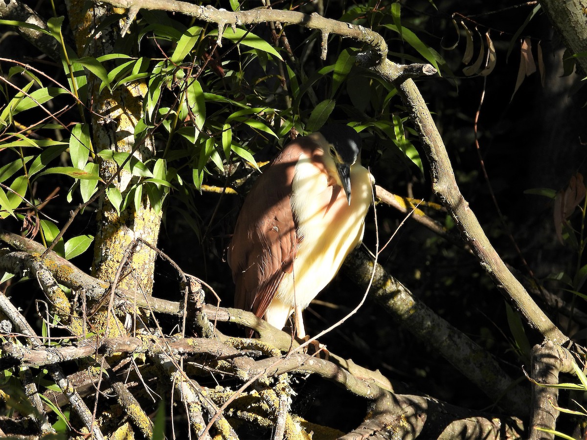 Nankeen Night Heron - ML138626691