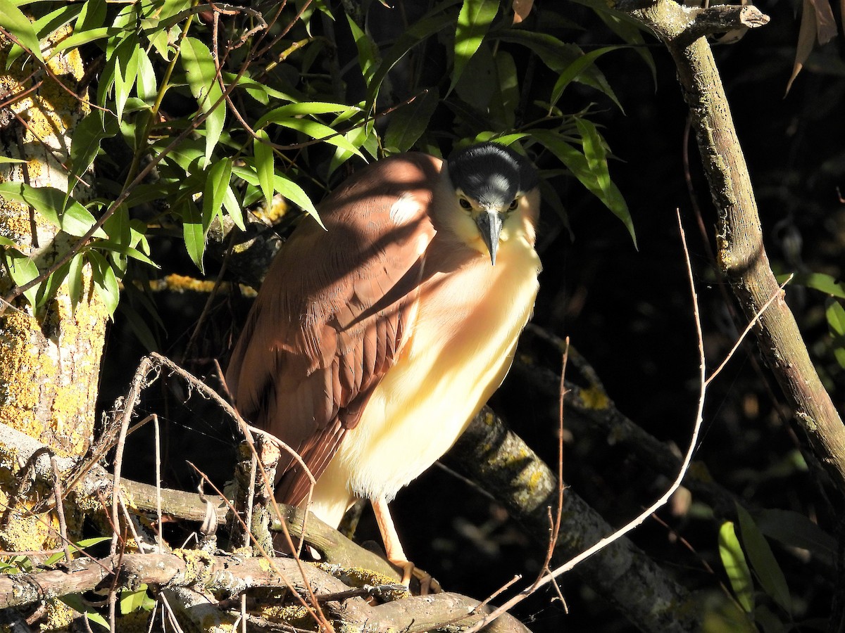 Nankeen Night Heron - ML138626911