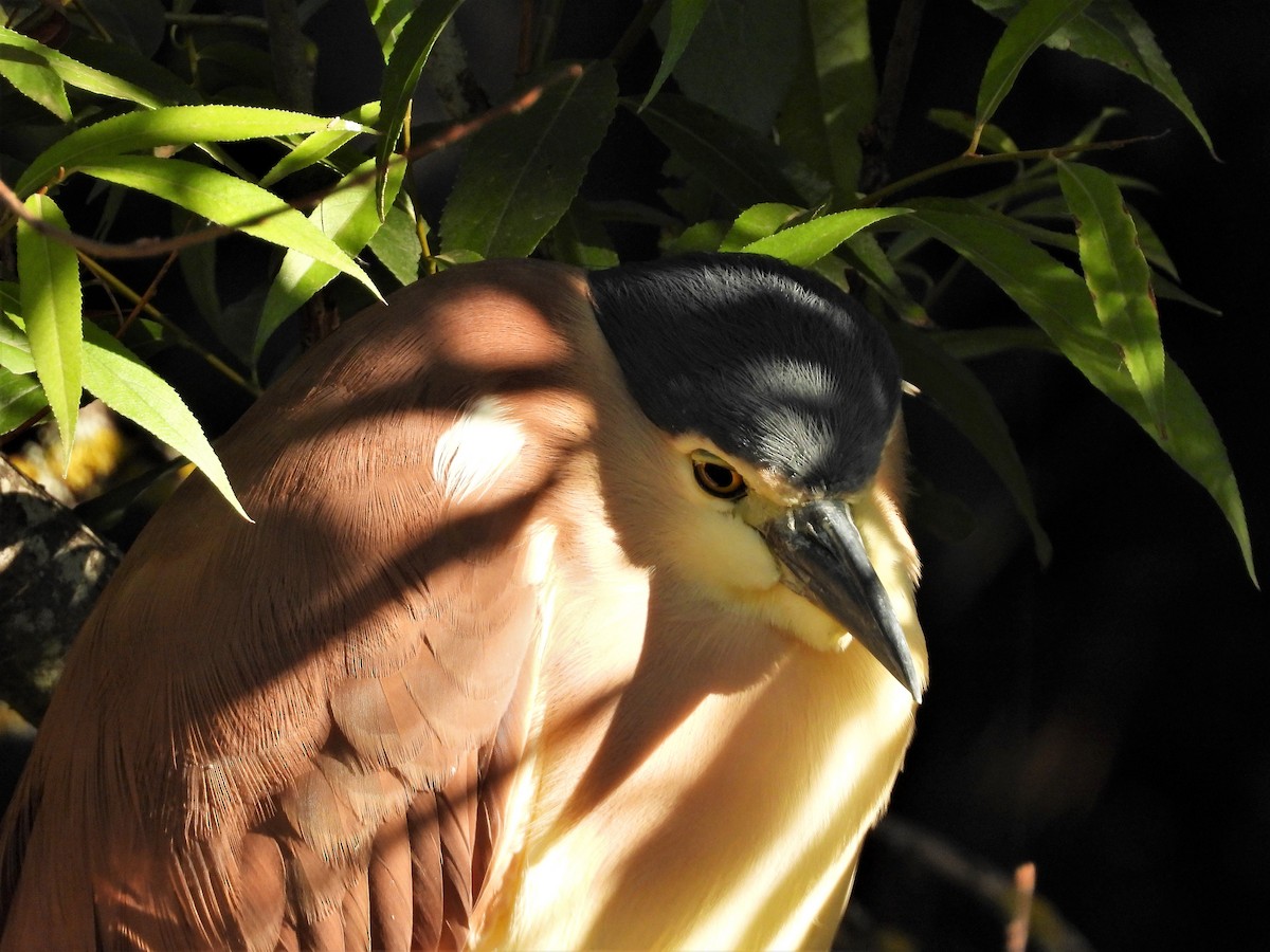 Nankeen Night Heron - Jeffrey Crawley